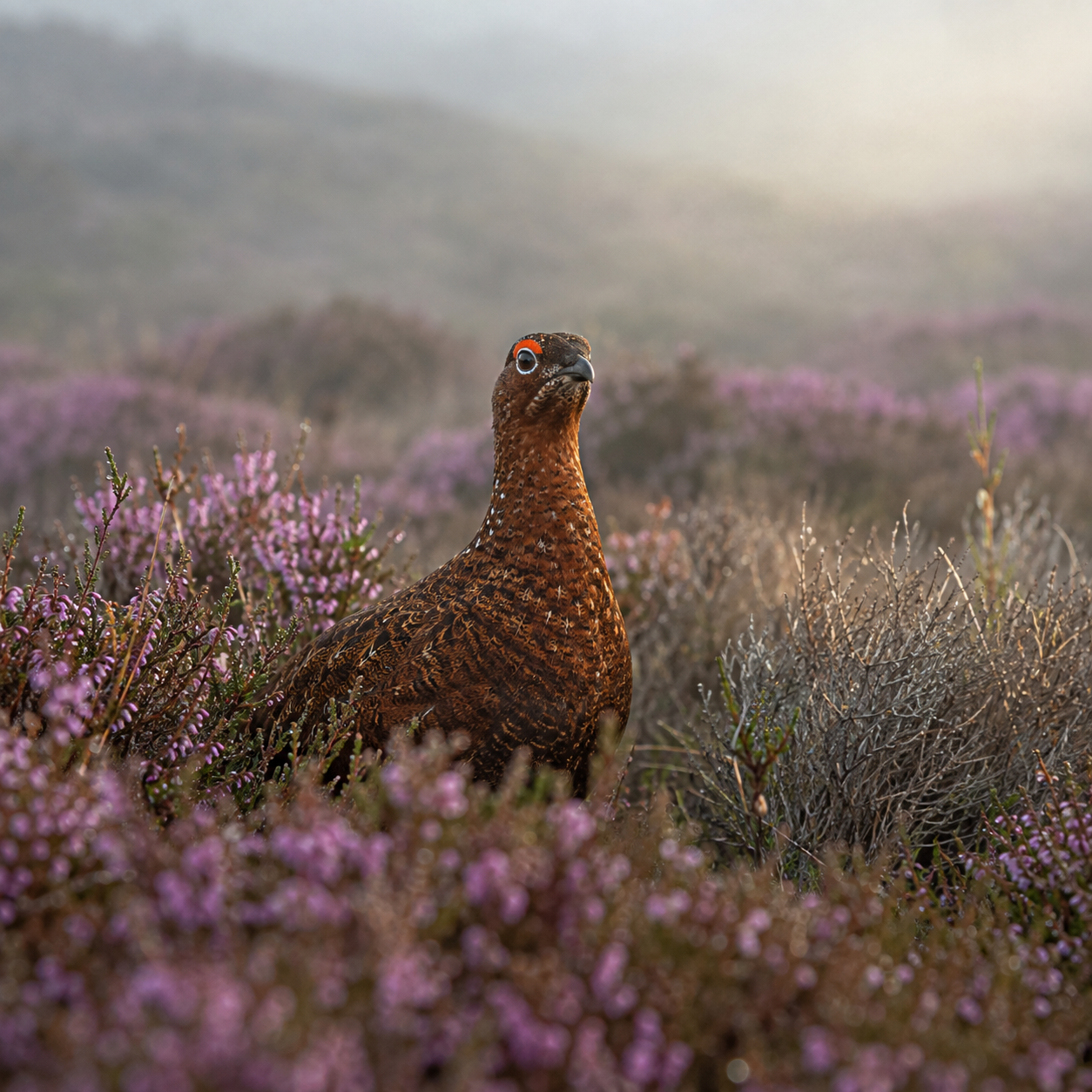 Cautious Optimism on the Moor: The Outlook for Grouse in 2026
