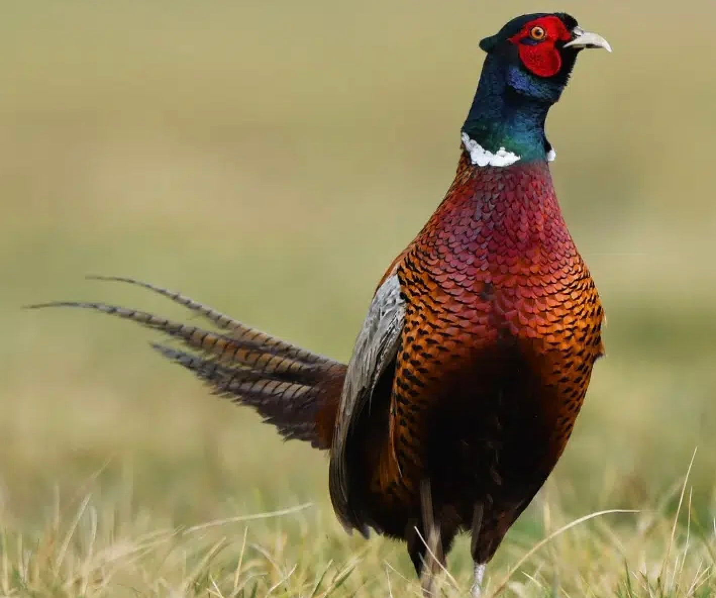BASC Judicial Review Challenges Natural England’s Gamebird Release Licensing